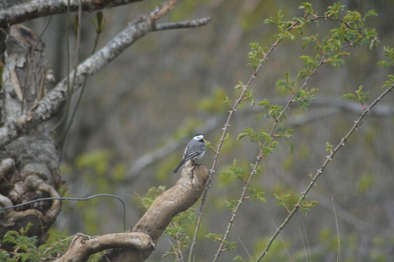Treehut, Nature, Birds, Silence And Fjord Samlanes Exterior foto